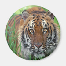 Tiger Magnets