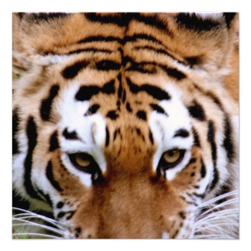 Tiger Markings  Invitations