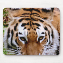 Tiger Markings  Mouse Pad