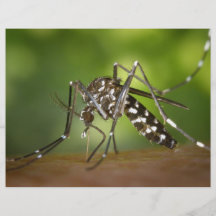 Tiger mosquito full colour flyer