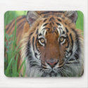 Tiger mousepads