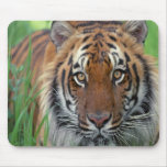 Tiger mousepads