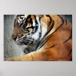 Tiger Nap Poster