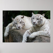 Tiger pair print