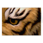 Tiger Photo Greeting Card