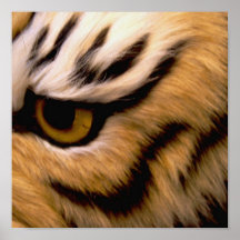 Tiger Photo Poster Print
