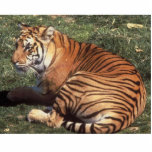Tiger Photo Sculpture photo sculptures