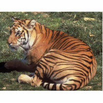 Tiger Photo Sculpture