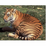 Tiger Photo Sculpture photo sculptures