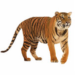 tiger photo sculptures
