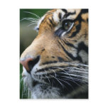Tiger Picture Postcard
