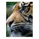 Tiger Picture Postcard