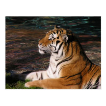 Tiger Portrait Postcard