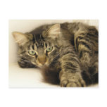 Tiger Post Card