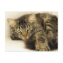 Tiger Post Card