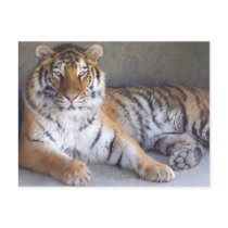 Tiger Postcard