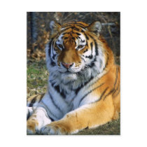 Tiger Postcards