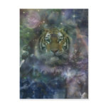 Tiger Postcard