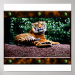 Tiger Poster posters