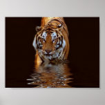 TIGER POSTERS