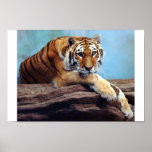 Tiger posters