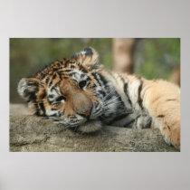 Tiger Posters