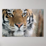 Tiger Poster