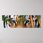 tiger print