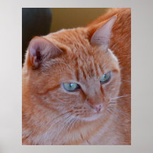 Tiger Poster