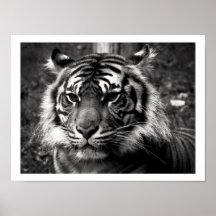 Tiger Poster