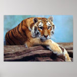 Tiger Poster posters