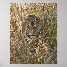 Tiger Print