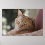 Tiger posters