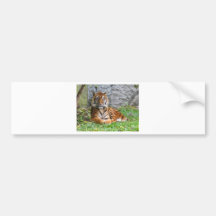 Tiger print bumper stickers