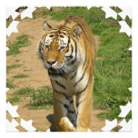Tiger Prowl Invitations