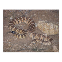 Tiger Rattlesnake Postcard