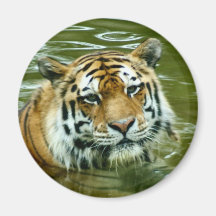 Tiger Refrigerator Magnets