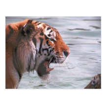 Tiger Roar Postcard