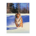 Tiger running in snow colour photograph postcard