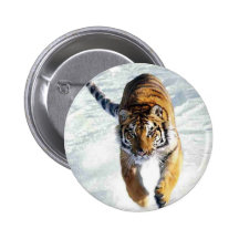 Tiger running in snow pins