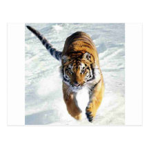 Tiger running in snow postcard