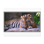 Tiger Sacramento Zoo Post Cards