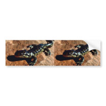 Tiger salamander bumper sticker