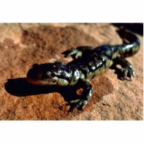 Tiger salamander photo cut outs