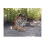 tiger-sermonti-001