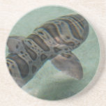 Tiger Shark Coaster