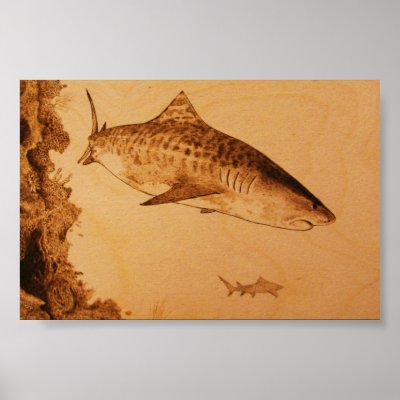 Tiger Shark on the Reef Posters