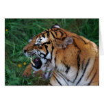 Tiger showing its fangs greeting cards