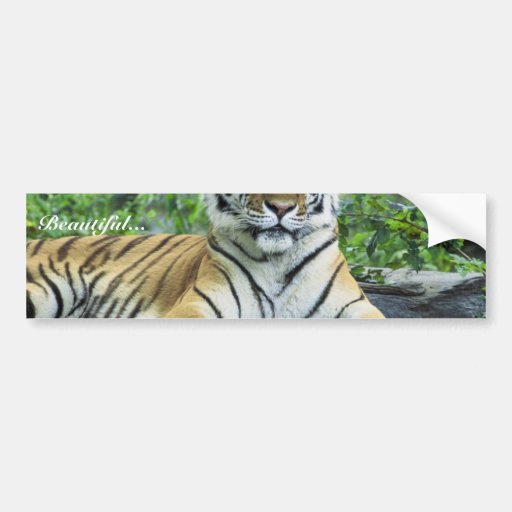 Tiger, Siberian Bumper Sticker