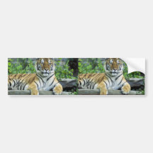 Tiger, Siberian Bumper Stickers